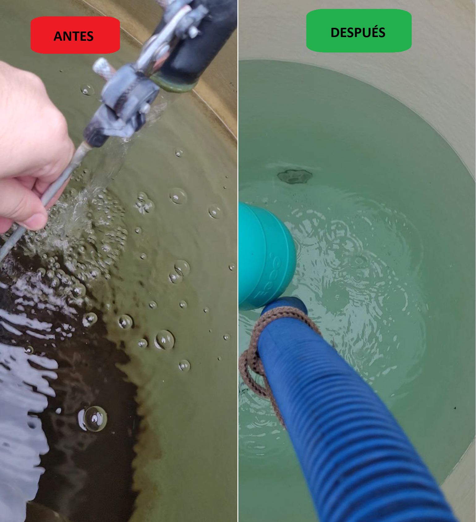 Fumigación de cucarachas y hormigas